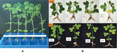 Drought Tolerance of Soybean (Glycine max L. Merr.) by Improved Photosynthetic Characteristics and an Efficient Antioxidant Enzyme Activities Under a Split-Root System